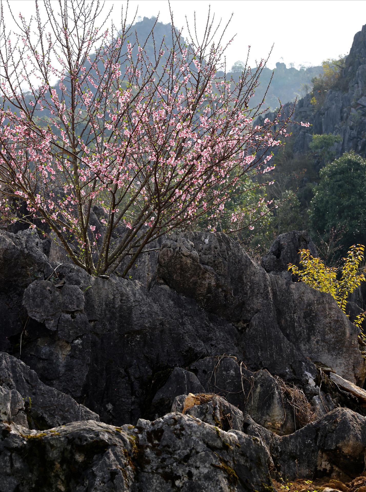 thong-thien-dao-17-11-11-40.jpg