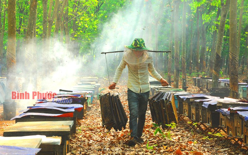 Chùm ảnh: Thu hoạch mật ong Chùm ảnh: Thu hoạch mật ong