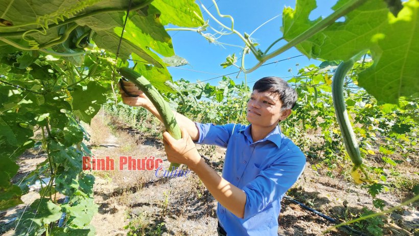 Thu nhập khá từ trồng mướp