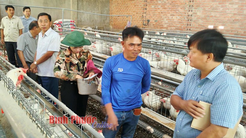 Thu nhập cao từ nuôi gà Thu nhập cao từ nuôi gà