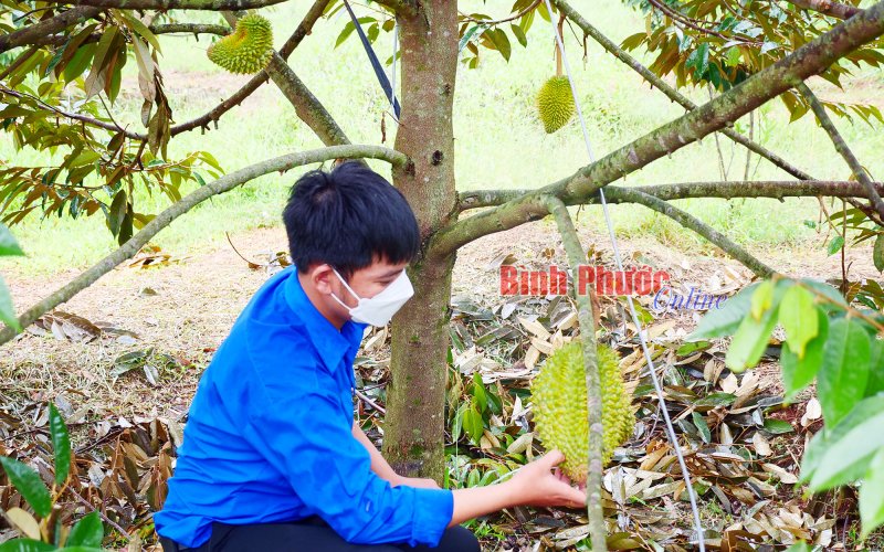 Thu nhập cao từ trồng sầu riêng Thu nhập cao từ trồng sầu riêng