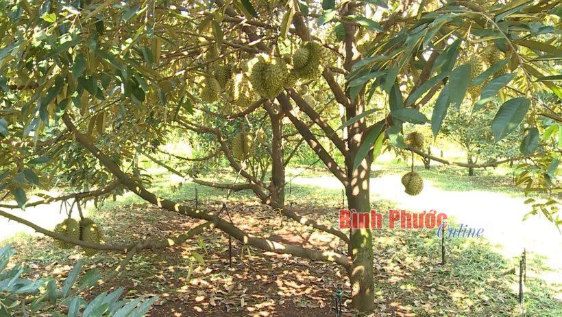 Thu nhập của dân cư nông thôn sẽ tăng 1,5 lần Thu nhập của dân cư nông thôn sẽ tăng 1,5 lần