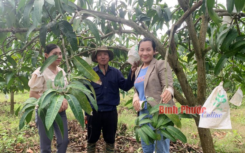 Thu nhập khá từ trồng xoài trái vụ