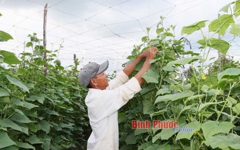 Thu nhập ổn định nhờ chuyển đổi cây trồng Thu nhập ổn định nhờ chuyển đổi cây trồng