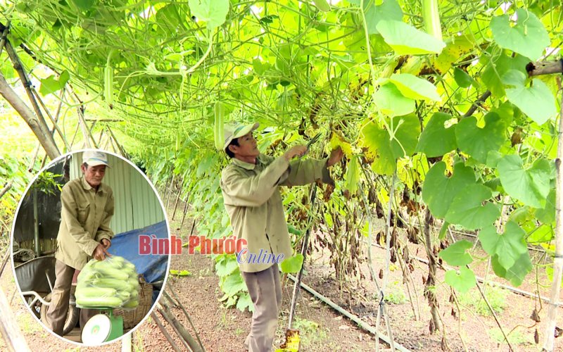 Thu nhập ổn định từ cây bầu, bí