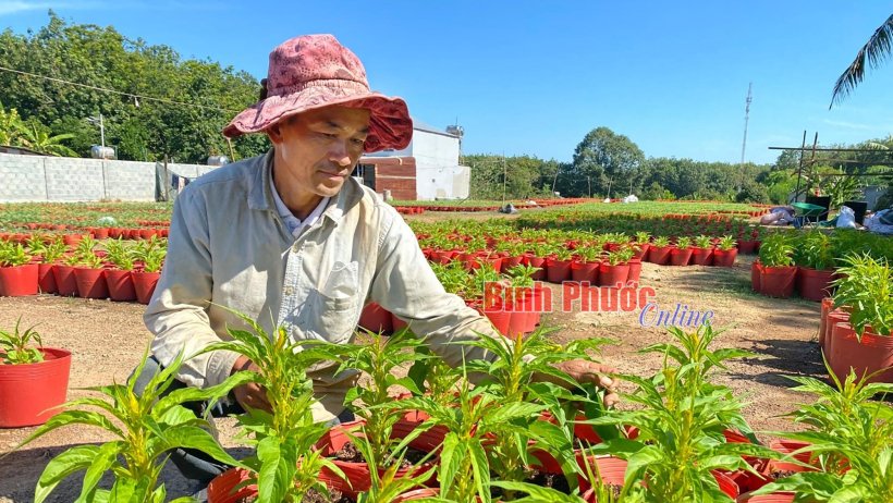 “Thử sức” trồng hoa tết ở Bình Phước “Thử sức” trồng hoa tết ở Bình Phước
