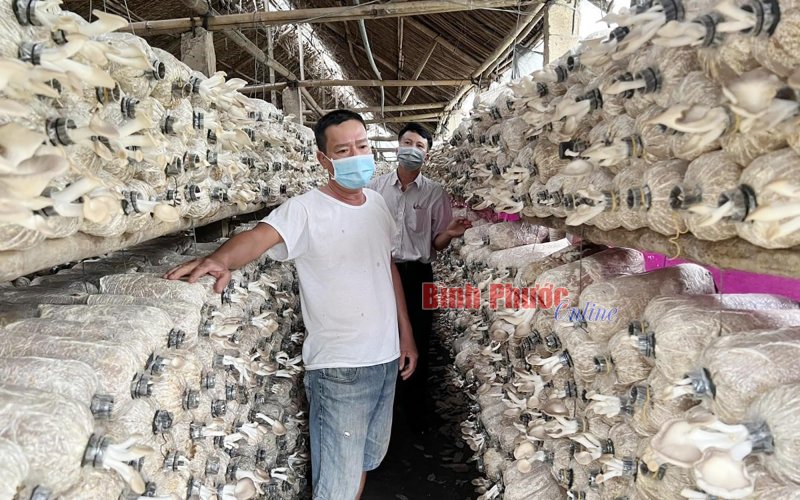 Thu tiền tỷ dưới tán cao su Thu tiền tỷ dưới tán cao su