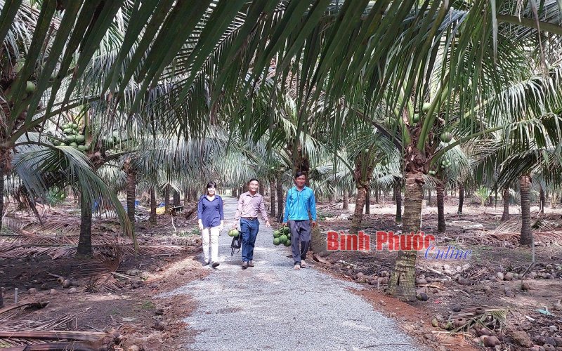 Thu tiền tỷ từ dừa Indonesia Thu tiền tỷ từ dừa Indonesia