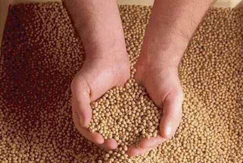Điều kiện thức ăn chăn nuôi được phép lưu hành Điều kiện thức ăn chăn nuôi được phép lưu hành
