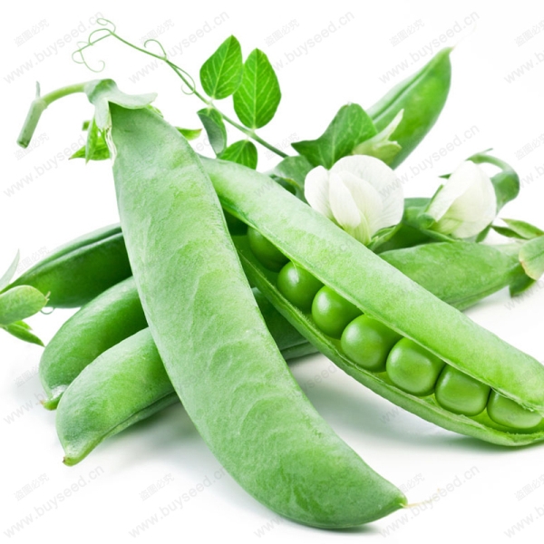 thucphamngayhe5.jpg