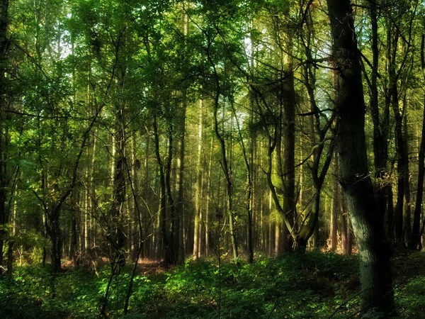 Phát hiện hơn 30 loài thực vật mới tại "đất nước kênh đào" Phát hiện hơn 30 loài thực vật mới tại "đất nước kênh đào"