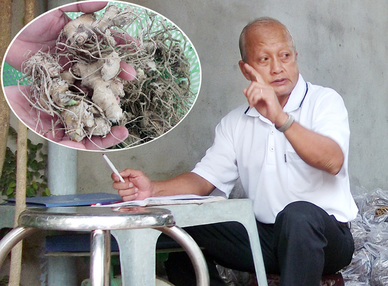 Thực hư công hiệu của “thần dược” gừng gió