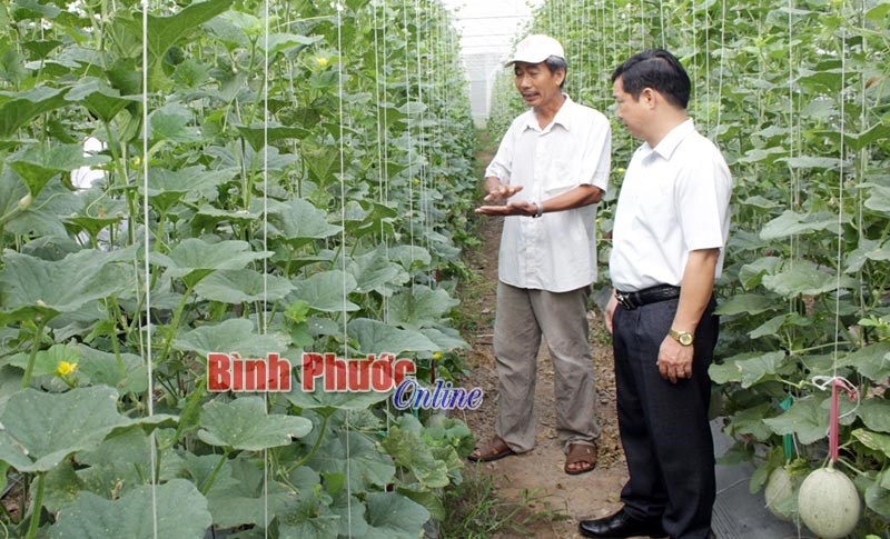 Thu lời cao từ trồng dưa lưới công nghệ cao Thu lời cao từ trồng dưa lưới công nghệ cao