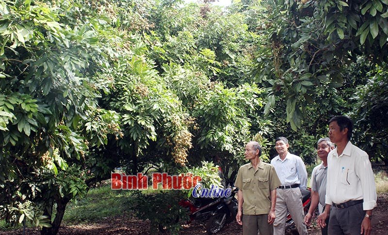 Thu lời cao nhờ nhãn da bò trái vụ Thu lời cao nhờ nhãn da bò trái vụ