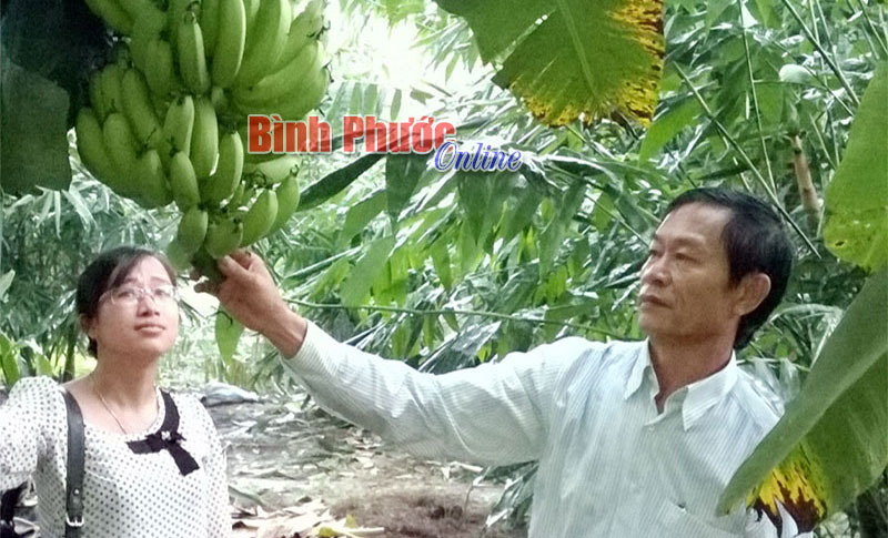Thu lợi cao từ vườn chuối già lùn Thu lợi cao từ vườn chuối già lùn