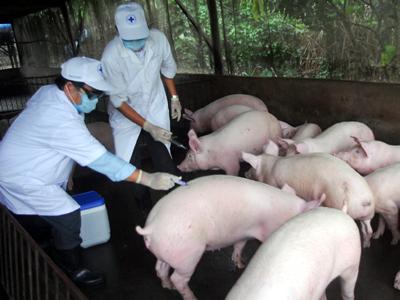 Tăng cường công tác phòng, chống dịch bệnh cho gia súc, gia cầm Tăng cường công tác phòng, chống dịch bệnh cho gia súc, gia cầm