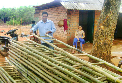 Làm giàu từ cây tầm vông