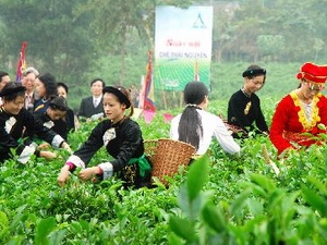 Festival Trà quốc tế lần hai tổ chức tại Thái Nguyên Festival Trà quốc tế lần hai tổ chức tại Thái Nguyên