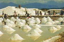 Sản lượng muối tăng hơn 40% Sản lượng muối tăng hơn 40%