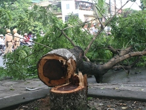 Lợi dụng đêm mưa, “sưa tặc” Hà Nội lại hoành hành Lợi dụng đêm mưa, “sưa tặc” Hà Nội lại hoành hành