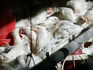Số ca nhiễm H7N9 tại Trung Quốc gia tăng Số ca nhiễm H7N9 tại Trung Quốc gia tăng