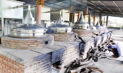 Hồi sinh giấc mơ làm giàu với dó bầu - trầm hương Hồi sinh giấc mơ làm giàu với dó bầu - trầm hương