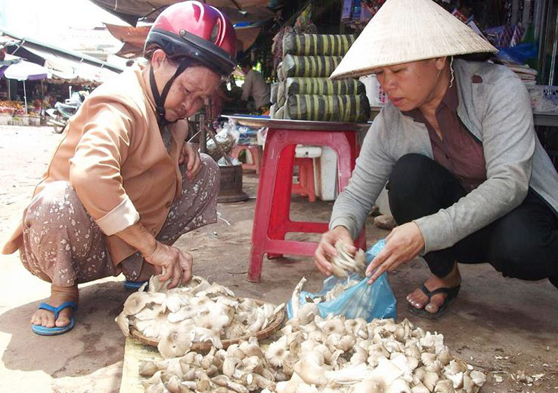 Nấm mối - tặng phẩm của đất trời Nấm mối - tặng phẩm của đất trời