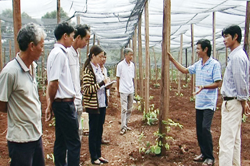 Nông dân Bù Đăng với bài toán chuyển đổi cây trồng Nông dân Bù Đăng với bài toán chuyển đổi cây trồng