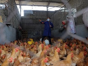 Trung Quốc: Thêm 3 ca nhiễm H7N9, một tử vong