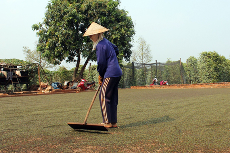 Hồ tiêu Việt Nam giá trị thấp vì chưa có thương hiệu Hồ tiêu Việt Nam giá trị thấp vì chưa có thương hiệu