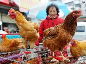 “Cúm gia cầm H7N9 có thể lây từ người sang người” “Cúm gia cầm H7N9 có thể lây từ người sang người”