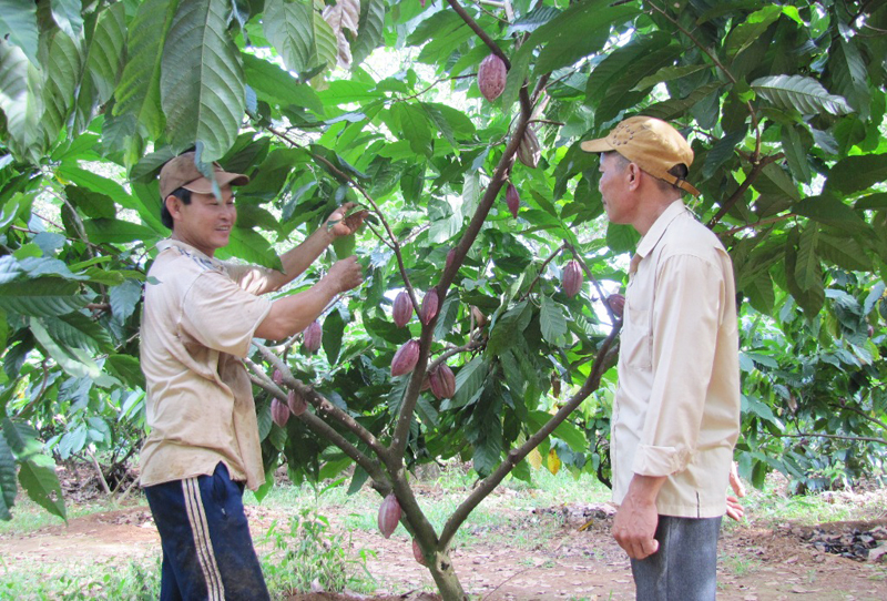 Nông dân lại đua nhau chặt bỏ ca cao