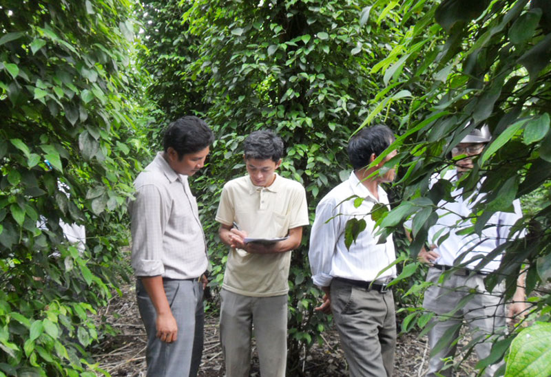 Vườn tiêu “3 không” cho năng suất 8-10 tấn/ha