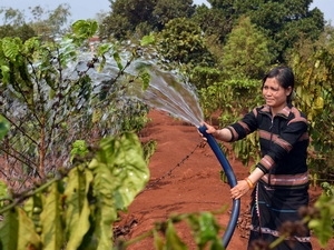 Chọn 21 giống cà phê năng suất cao, kháng sâu bệnh