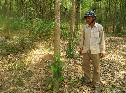 Nông dân Bù Đốp đua nhau chuyển đổi cơ cấu cây trồng