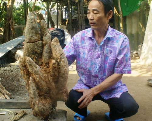 Củ khoai khổng lồ hơn 18 kg Củ khoai khổng lồ hơn 18 kg