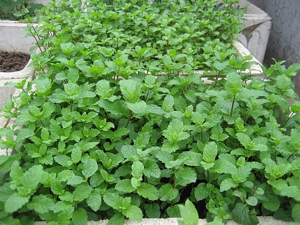 Trồng rau húng cho thu nhập cao