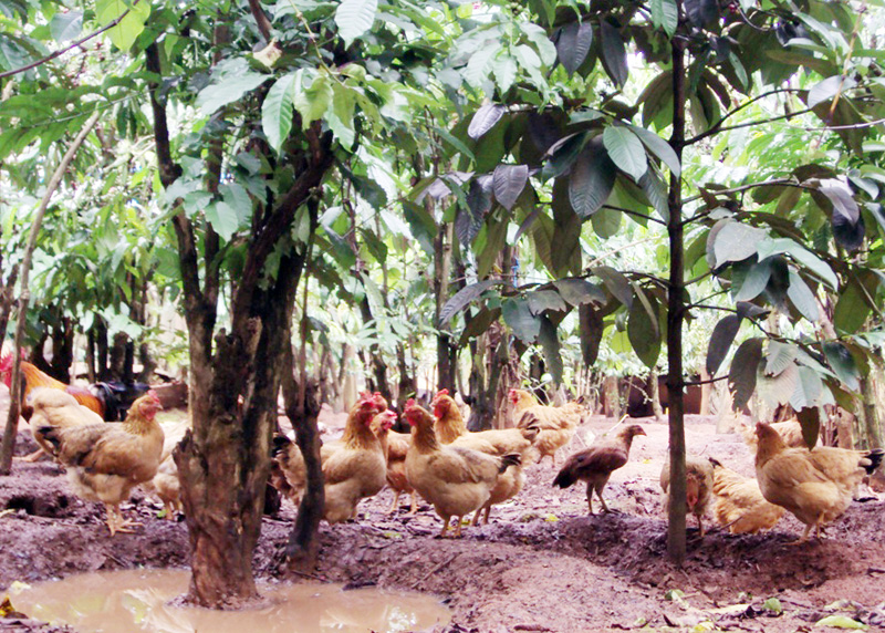 Làm giàu nhờ đa dạng hóa cây trồng