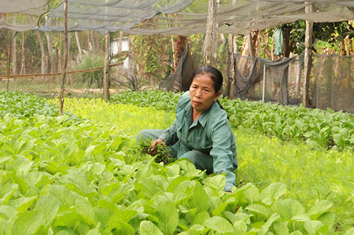 Phát triển các vùng sản xuất rau an toàn Phát triển các vùng sản xuất rau an toàn