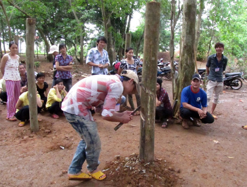 Thanh niên DTTS làm công nhân cao su: chọn một xã làm điểm Thanh niên DTTS làm công nhân cao su: chọn một xã làm điểm