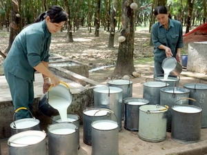 Giá cao su lên mức cao nhất trong hơn một tuần qua