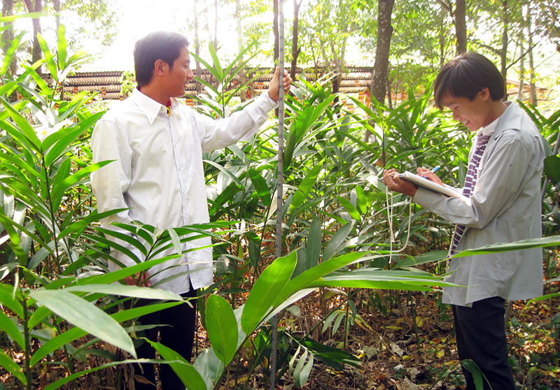 Hướng làm kinh tế từ cây sa nhân tím Hướng làm kinh tế từ cây sa nhân tím