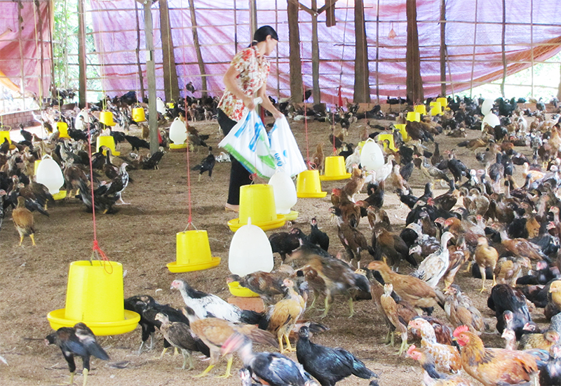 Gia cầm an toàn sinh học - phương pháp chăn nuôi tối ưu Gia cầm an toàn sinh học - phương pháp chăn nuôi tối ưu