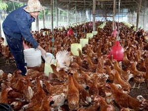 Hơn 1.000 trang trại trẻ của đoàn viên thanh niên