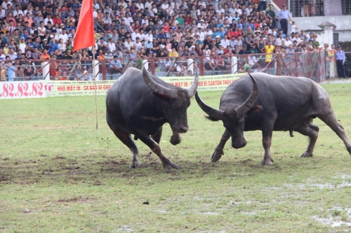 'Nảy lửa' chọi trâu Đồ Sơn 2013 'Nảy lửa' chọi trâu Đồ Sơn 2013