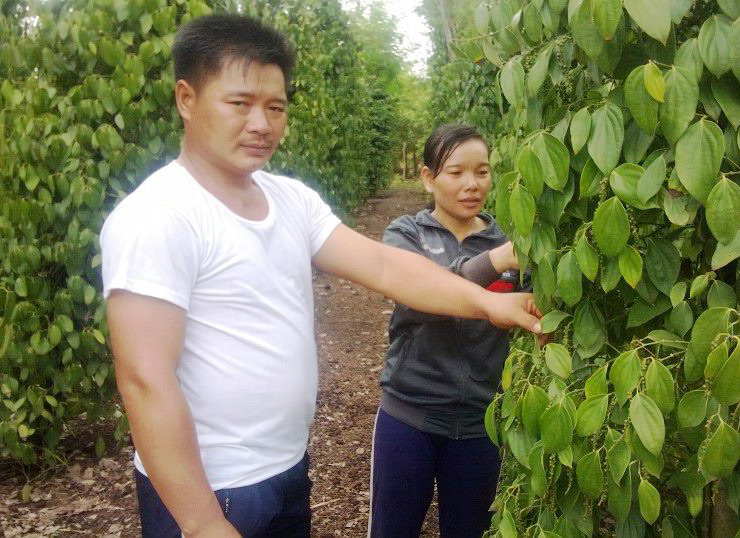 Thoát nghèo từ nguồn vốn Ngân hàng chính sách Thoát nghèo từ nguồn vốn Ngân hàng chính sách