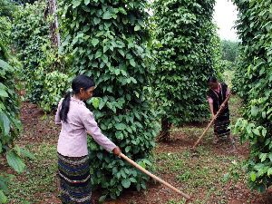 Sử dụng chế phẩm sinh học trong canh tác hồ tiêu