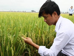 Việt Nam và IRRI hợp tác phát triển ngành lúa gạo