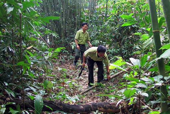 Phòng chống cháy rừng - trách nhiệm của toàn xã hội Phòng chống cháy rừng - trách nhiệm của toàn xã hội