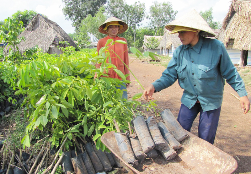 Làm giàu nhờ kết hợp trồng trọt với chăn nuôi Làm giàu nhờ kết hợp trồng trọt với chăn nuôi